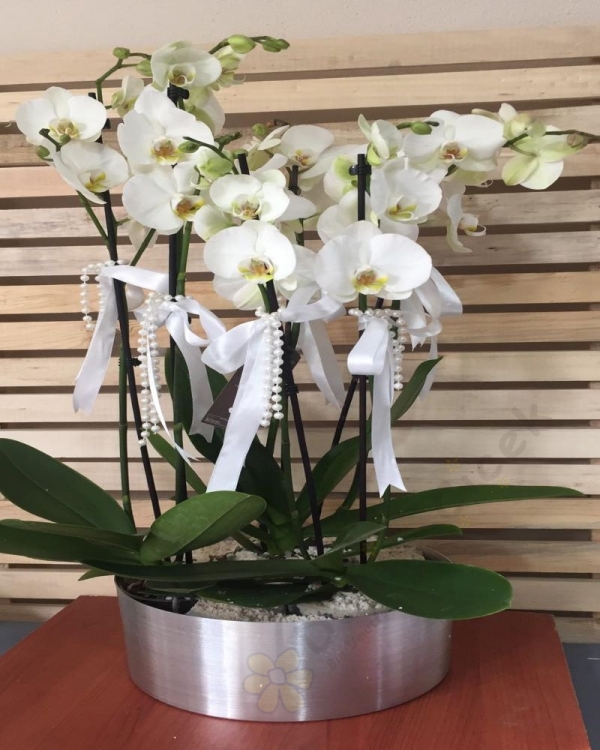 6 Dallı Beyaz Orkide