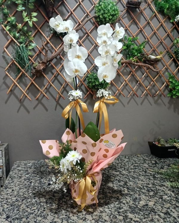 İki Dallı Jumbo  Beyaz Orkide