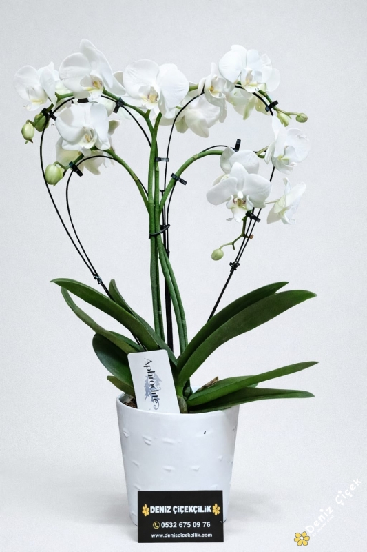 Kalp Şekilde Bougetto Orkide