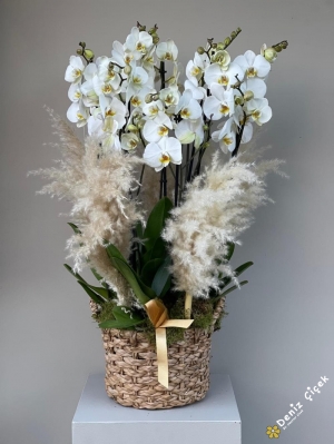 White Pampas Shine 8 Dallı