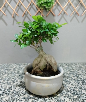 Bonzai
