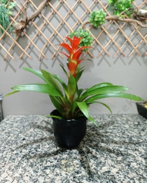 Guzmania Saksı Çiçeği