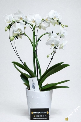 Kalp Şekilde Bougetto Orkide