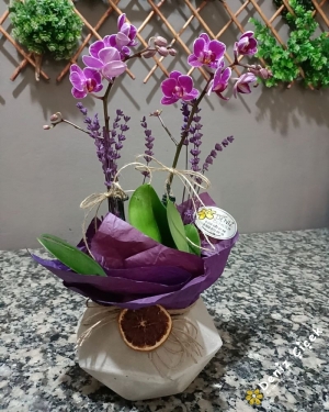 Minyatür Fuşya Orkide