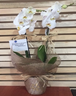2 Dal Beyaz Orkide 