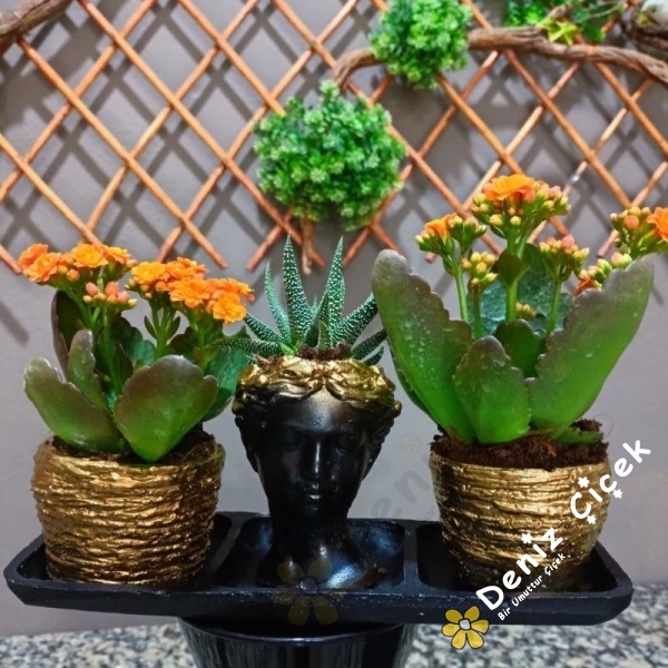 Trio Helen Kalanchoe